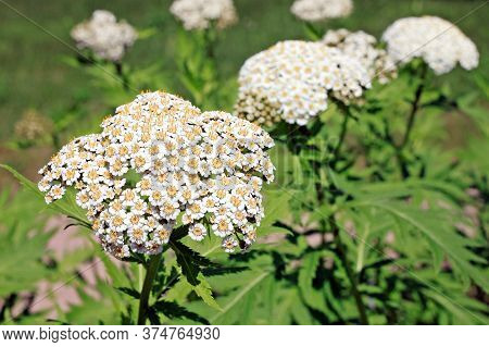 Tanacetum Macrophyllum Is Native To Southeastern Europe, Turkey And The Caucasus. It Is An Erect, Rh