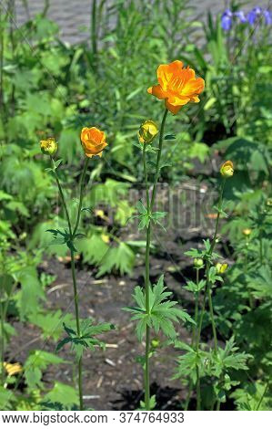 Trollius Chinensis Are Herbaceous Perennials Which Form A Clump Of Palmately Lobed Leaves, With Erec