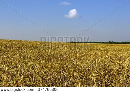 View Of A Cereal Field, Already Yellow, Landscape View With Trees On The Horizon
