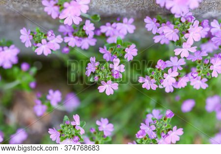 Small Purple Erinus Alpinus Flowers Near Stone Wall. Floral Background.