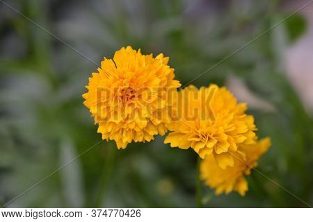 Tickseed Solena Compact Gold - Latin Name - Coreopsis Grandiflora Solena Compact Gold