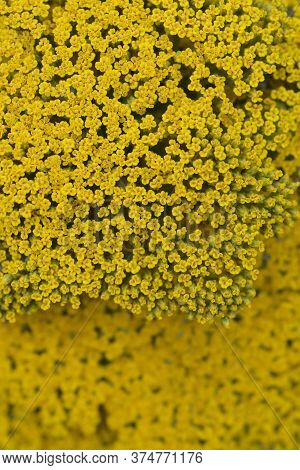Gold Plate Yarrow Flower Detail - Latin Name - Achillea Filipendulina Gold Plate