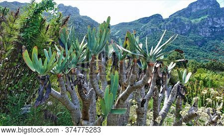 Amazing Succulents Of South Africa Aloe Plicatilis. In The Foreground Are Plants With Thick Branchin