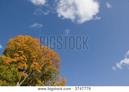 Fall Leaves blauwe hemel
