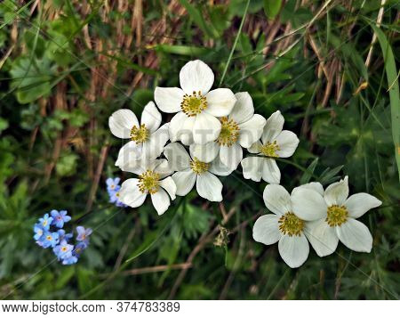 White  Flowers In The Mountains - Narcissus Anemone  - Nemone Narcissiflora