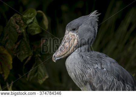 Shoebill, Also Known As Whalehead, Is A Whale-headed Stork. This Picture Features Its Iconic Shoe-bi