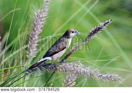 An Indian Silverbill Or White-throated Munia (euodice Malabarica) Perched On The Purple Fountain Gra