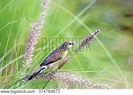 An Indian Silverbill Or White-throated Munia (euodice Malabarica) Perched On The Purple Fountain Gra