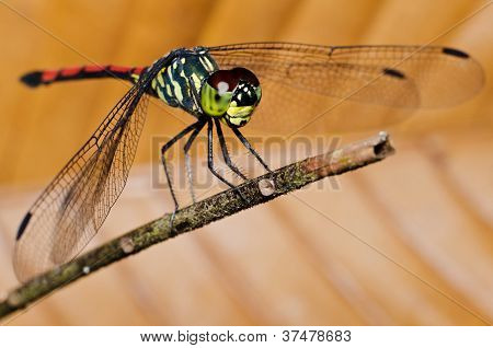 Szitakötő