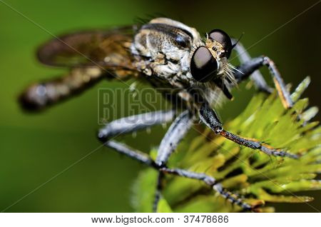 Robberfly