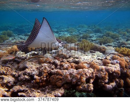Eagle Rays Myliobatidae. Common Spotted Bracken. Easily Recognizable By White Spots On A Dark Brown 