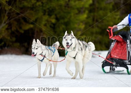 Verkhoshizhemye, Russia - 03.08.2020 - Husky Sled Dog Racing. Winter Dog Sport Sled Team Competition