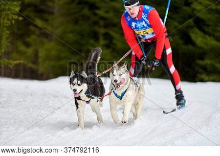 Verkhoshizhemye, Russia - 03.08.2020 - Skijoring Dog Racing. Winter Dog Sport Competition. Siberian 
