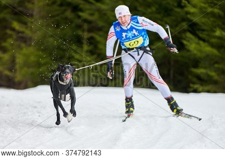 Verkhoshizhemye, Russia - 03.08.2020 - Skijoring Dog Racing. Winter Dog Sport Competition. Pointer D