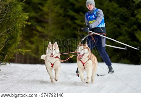 Verkhoshizhemye, Russia - 03.08.2020 - Skijoring Dog Racing. Winter Dog Sport Competition. Siberian 