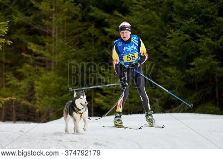 Verkhoshizhemye, Russia - 03.08.2020 - Skijoring Dog Racing. Winter Dog Sport Competition. Siberian 
