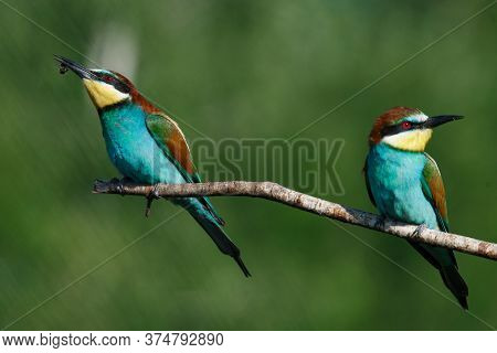 A Golden Bee Eater Sits On A Branch On A Green Background