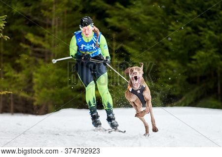 Verkhoshizhemye, Russia - 03.08.2020 - Skijoring Dog Racing. Winter Dog Sport Competition. Pointer D