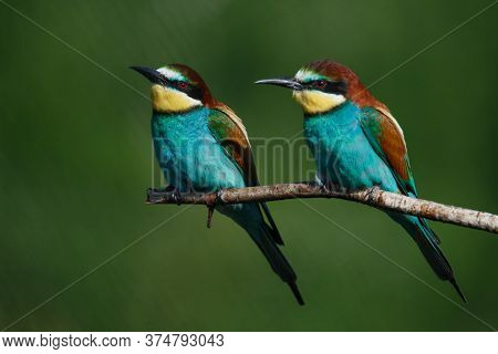 A Golden Bee Eater Sits On A Branch On A Green Background