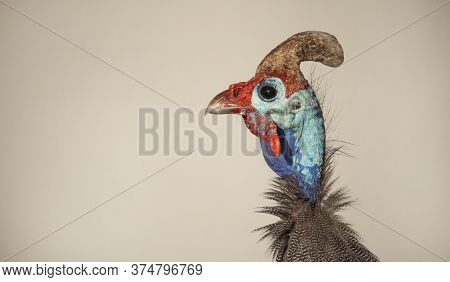 Closeup Of A Helmeted Guinefowl Face With A White Background.