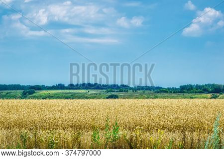 A Field Of Ripe Wheat Against A Blue Sky. A Path In An Agricultural Field Of Ripe Grain Crops. Harve