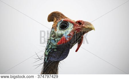 Closeup Of A Helmeted Guinefowl Face With A White Background.