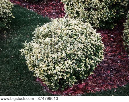 A Round Bush Of Derren White Short Growing Among Mounds Of Red Decorative Slivers And Green Neatly P