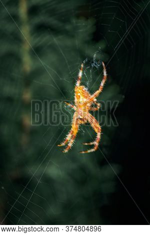 Ventral View Of European Garden Spider, Araneus Diadematus, On Its Orb Web