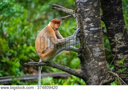 Family Of Wild Proboscis Monkey Or Nasalis Larvatus, In The Rainforest Of Island Borneo, Malaysia, C