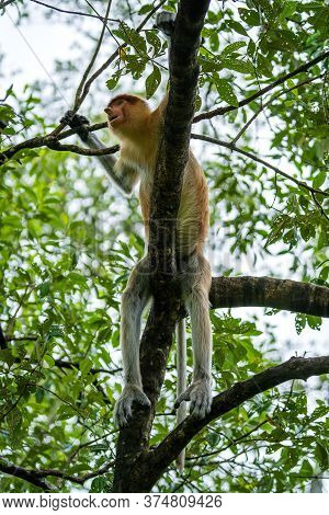 Family Of Wild Proboscis Monkey Or Nasalis Larvatus, In The Rainforest Of Island Borneo, Malaysia, C