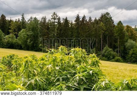 Close-up Of A Shrub Of Sida Hermaphrodita In A Field For Biomass Production In A Rural Landscape In 