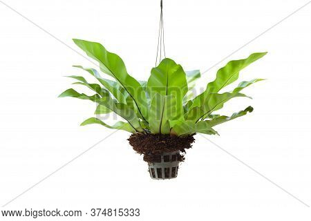 Bird Nest Fern Or Asplenium Nidus In Plastic Pot Hanging In The Garden Isolated On White Background 