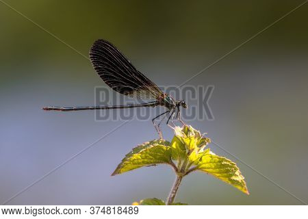 Copper Demoiselle (calopteryx Haemorrhoidalis) Male Damselfly Perched On Plant Against Bright Backgr