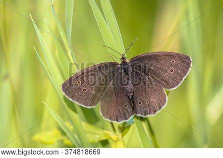 Ringlet Butterfly (aphantopus Hyperantus) Resting On Grass With Bright Green Background
