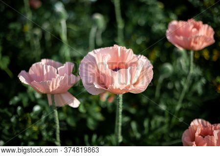 Pink Poppies. Garden Flower Bud. Poppy Closeup. From This Grade Get Igridient For Baking - Seeds. Su
