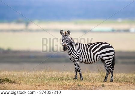 Zebra Standing On The Savanne Of The Masai Mara Game Reserve In Kenya