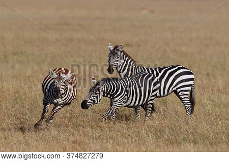 Zebra Running On The Savanne Of The Masai Mara Game Reserve In Kenya
