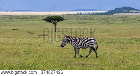 Zebra Walking On The Savanne Of The Masai Mara Game Reserve In Kenya