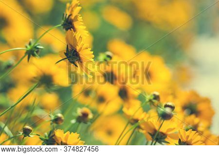 Summer Blurred Background With Beautiful Yellow Flowers