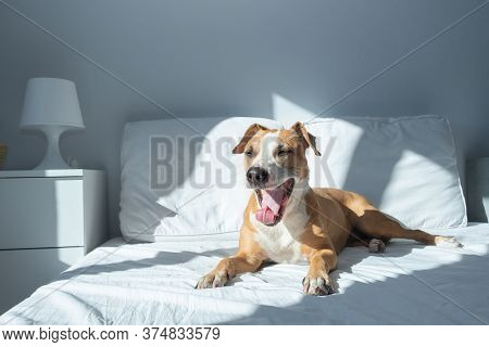 Sleepy Dog Yawns On Bed In Bright Sun-lit Bedroom. Pets At Home In Simple Modern Interior