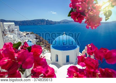 Flowering Bougainvillea On The Island Of Santorini, Greece