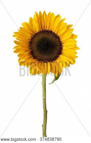 Isolated On White, Entire Sunflower  With One Leaf
