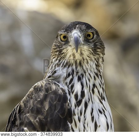 A Closeup Portrait Of A Bonelli's Eagle Resting In Its Enclosure In The Jerusalem, Israel, Zoo.