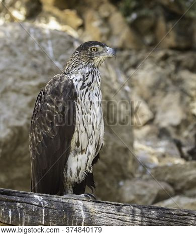 A Bonelli's Eagle Resting In Its Enclosure In The Jerusalem, Israel, Zoo.