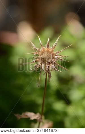 One Dried Prickle In Green Blurred Background
