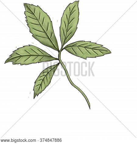 Green Leaves Wild Flower Decoraton 300 Dpi Digital Art
