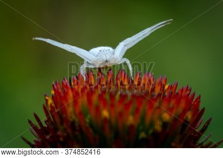 A goldenrod crab spider appears to be doing a peace pose.