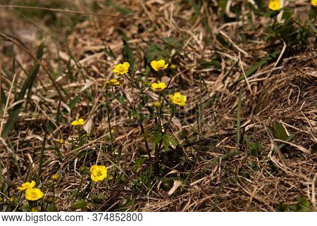 First Spring Yellow Flowers Which Appear In The Mountains Just After The Snow Melts.