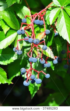 Virginia Creeper (parthenocissus Quinquefolia)