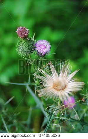 Spear Thistle (cirsium Vulgare) With Blooming Flower And Thorns. Also Known As Common Thistle Or Bul
